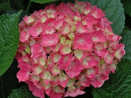 Hydrangea m. 'Glowing Embers' 25-30 cm cont. 3,0L - afbeelding 3