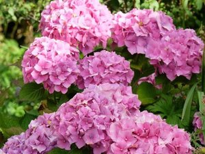 Hydrangea m. 'Hamburg' 25-30 cm cont. 3,0L - afbeelding 1