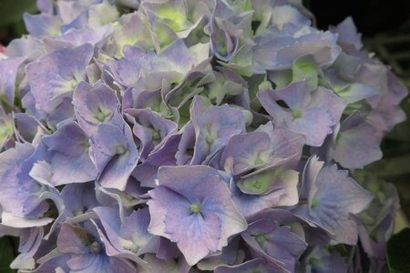 Hydrangea m. 'Hamburg' 25-30 cm cont. 3,0L - afbeelding 2