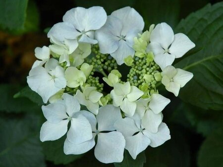 Hydrangea m. 'Lanarth White' 25-30 cm cont. 3,0L - afbeelding 1