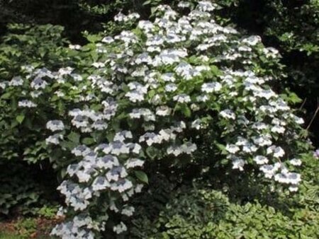 Hydrangea m. 'Lanarth White' 25-30 cm cont. 3,0L - afbeelding 2