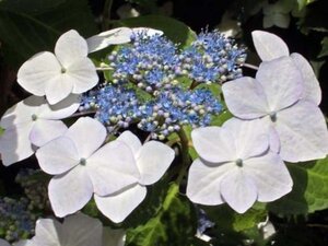 Hydrangea m. 'Lanarth White' 25-30 cm cont. 3,0L - afbeelding 3