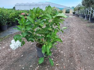 Hydrangea m. 'Mad. Emile Mouillère' 50-60 cm cont. 10L - afbeelding 2