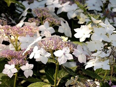 Hydrangea m. 'Mariesii Grandiflora' 25-30 cm cont. 3,0L - afbeelding 2