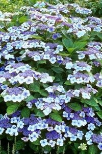 Hydrangea m. 'Mariesii Grandiflora' 25-30 cm cont. 3,0L - afbeelding 3