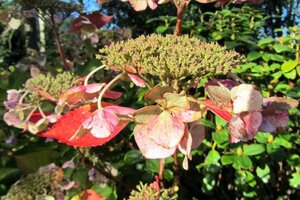 Hydrangea m. 'Mariesii Perfecta' = Blue Wave 25-30 cm cont. 3,0L - afbeelding 1