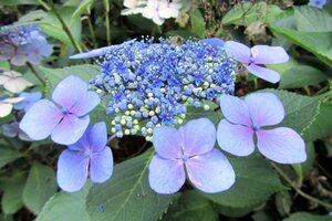 Hydrangea m. 'Mariesii Perfecta' = Blue Wave 25-30 cm cont. 3,0L - afbeelding 2