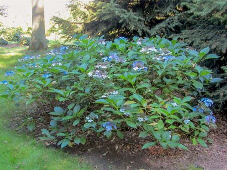 Hydrangea m. 'Mariesii Perfecta' = Blue Wave 25-30 cm cont. 3,0L - afbeelding 4