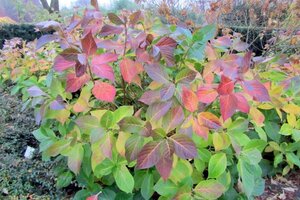 Hydrangea m. 'Mariesii Perfecta' = Blue Wave 25-30 cm cont. 3,0L - afbeelding 5