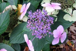 Hydrangea m. 'Mariesii Perfecta' = Blue Wave 25-30 cm cont. 3,0L - afbeelding 6