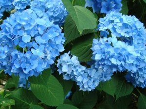 Hydrangea m. 'Nikko Blue' 25-30 cm cont. 3,0L - afbeelding 1