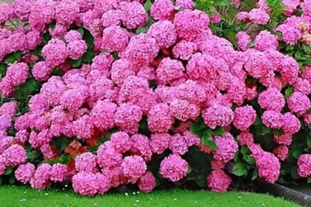 Hydrangea m. 'Rosita' 25-30 cm cont. 3,0L - afbeelding 1