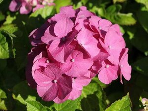 Hydrangea m. 'Rosita' 25-30 cm cont. 3,0L - afbeelding 2