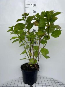 Hydrangea m. 'Rotkehlchen' geen maat specificatie cont. 10L - afbeelding 4