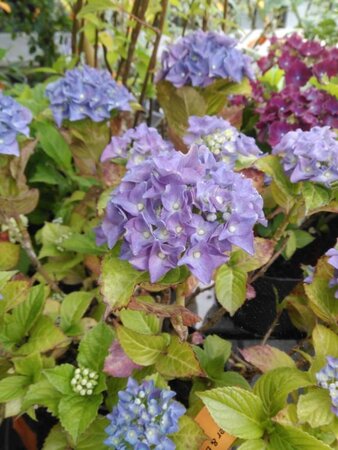 Hydrangea macr. 'Teller Blue' 25-30 cm cont. 3,0L