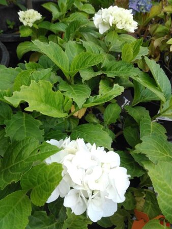 Hydrangea macr.'Teller White' 25-30 cm cont. 3,0L