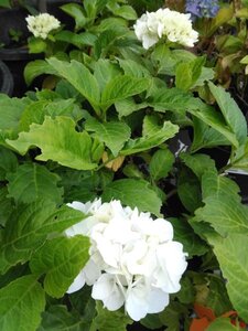 Hydrangea macr.'Teller White' 25-30 cm cont. 3,0L