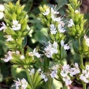 Hyssopus officinalis 'Albus' geen maat specificatie 0,55L/P9cm