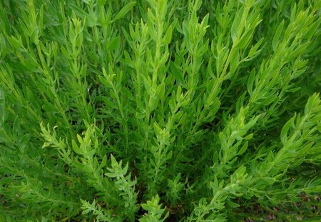 Hyssopus officinalis geen maat specificatie 0,55L/P9cm - afbeelding 1