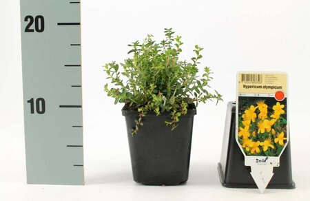 Hypericum olympicum geen maat specificatie 0,55L/P9cm