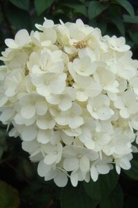 Hydrangea pan. Bobo 50-60 cm cont. 10L - afbeelding 1