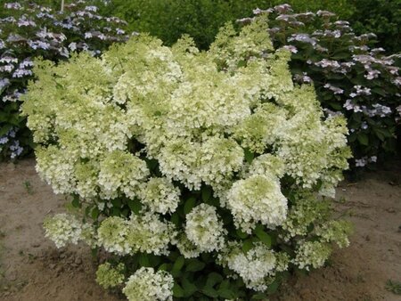 Hydrangea pan. Bobo 50-60 cm cont. 10L - afbeelding 2