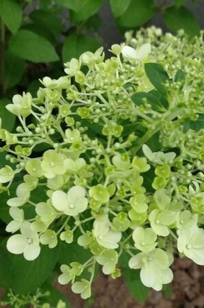 Hydrangea pan. Bobo 50-60 cm cont. 10L - afbeelding 3