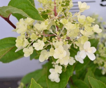 Hydrangea pan. Candlelight 30-50 cm cont. 3,0L - afbeelding 1