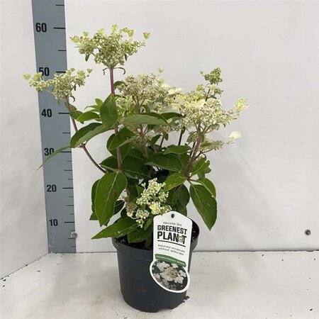 Hydrangea pan. 'Dharuma' 25-30 cm cont. 3,0L - afbeelding 1