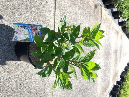 Hydrangea pan. Early Sensation 40-50 cm cont. 3,0L