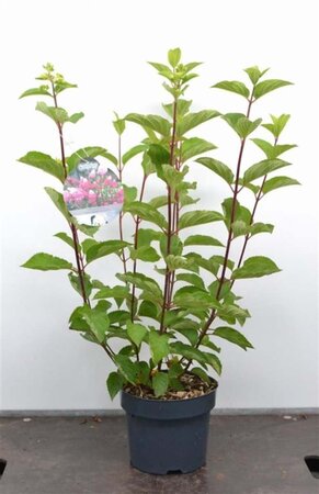 Hydrangea pan. Fraise Melba 40-50 cm cont. 3,0L - afbeelding 2