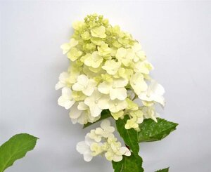 Hydrangea pan. Fraise Melba 40-50 cm cont. 3,0L - afbeelding 3