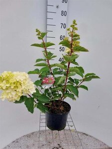 Hydrangea pan. Fraise Melba 60-80 cm cont. 5,0L