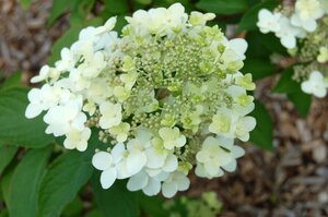 Hydrangea pan. 'Grandiflora' 40-50 cm cont. 3,0L - afbeelding 1