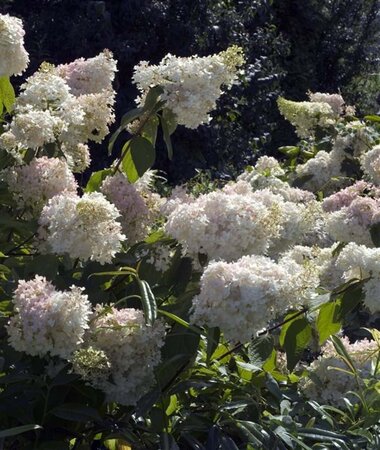 Hydrangea pan. 'Grandiflora' 40-50 cm cont. 3,0L - afbeelding 2