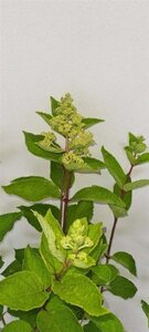 Hydrangea pan. 'Grandiflora' 50-60 cm cont. 3,0L - afbeelding 1