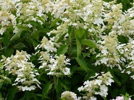 Hydrangea pan. 'Levana' 40-50 cm cont. 3,0L - afbeelding 1