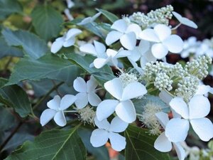 Hydrangea pan. 'Levana' 40-50 cm cont. 3,0L - afbeelding 2