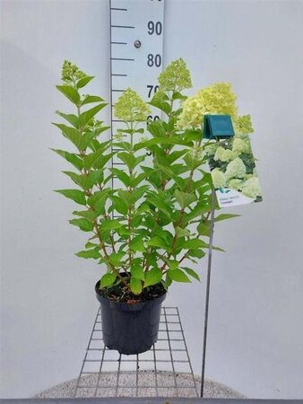 Hydrangea pan. 'Limelight' 50-60 cm cont. 5,0L - afbeelding 3