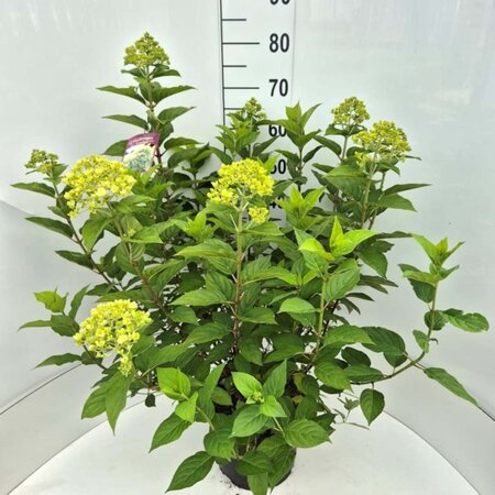 Hydrangea pan. 'Limelight' 60-80 cm cont. 10L - afbeelding 3