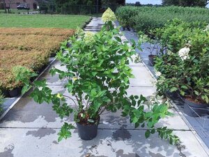 Hydrangea pan. 'Limelight' 60-80 cm cont. 10L - afbeelding 2