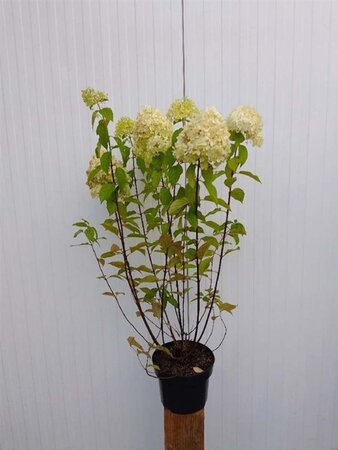 Hydrangea pan. 'Limelight' 60-80 cm cont. 5,0L