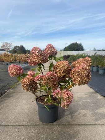 Hydrangea pan. Little Lime 40-50 cm cont. 10L - afbeelding 3