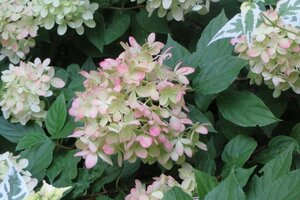 Hydrangea pan. Little Lime 40-50 cm cont. 3,0L - afbeelding 1