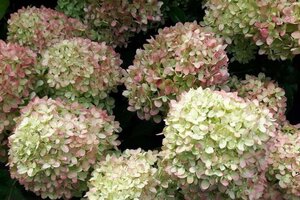 Hydrangea pan. Little Lime 40-50 cm cont. 3,0L - afbeelding 2