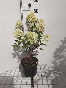 Hydrangea pan. Little Lime 40-50 cm cont. 3,0L - afbeelding 5