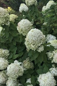 Hydrangea pan. Little Lime 40-50 cm cont. 3,0L - afbeelding 3