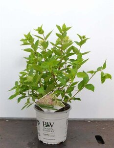 Hydrangea pan. Little Lime 40-50 cm cont. 5,0L - afbeelding 4