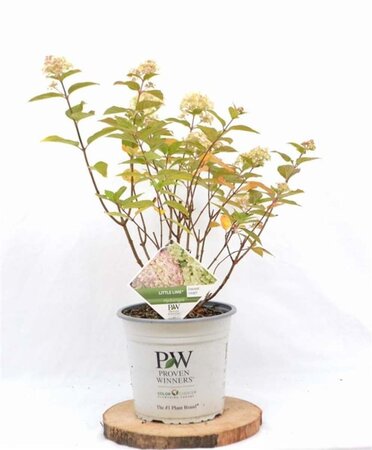 Hydrangea pan. Little Lime 40-50 cm cont. 5,0L - afbeelding 6