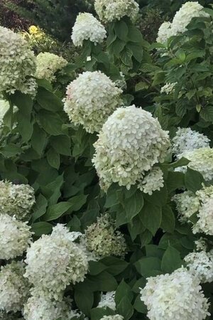 Hydrangea pan. Little Lime 40-50 cm cont. 5,0L - afbeelding 3